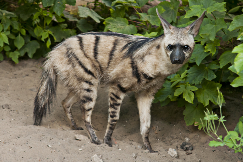 Illustration for article titled Wednesday Hyena - Proteles cristata Edition